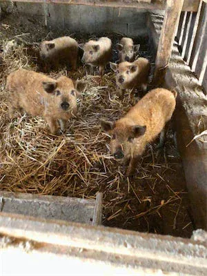 picture of pigs in a sty